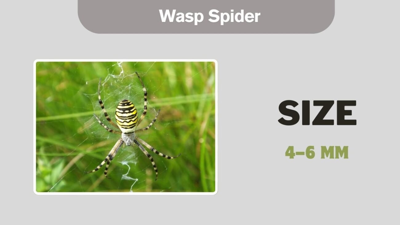 Wasp Spider