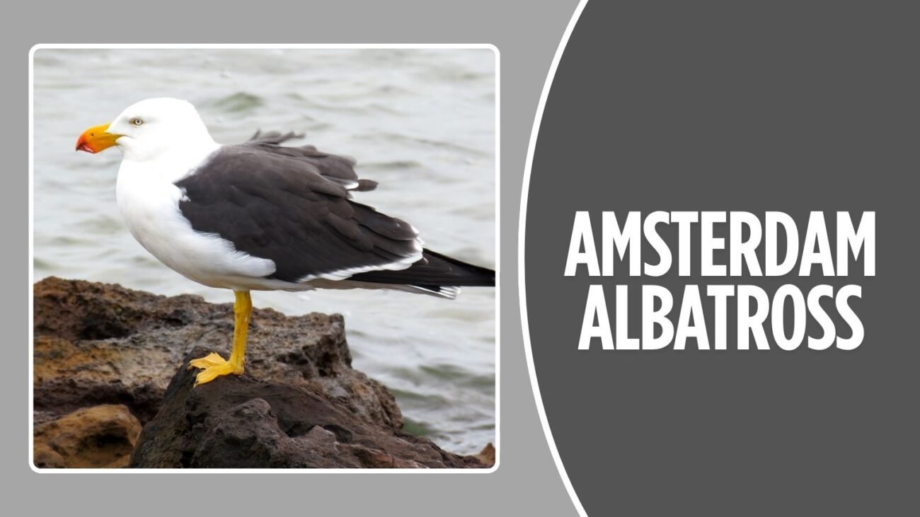 Amsterdam Albatross