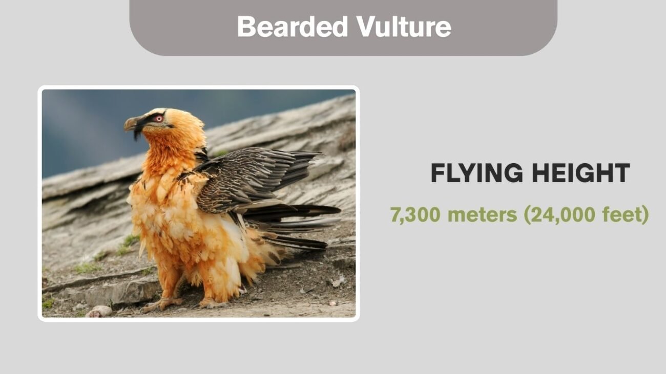 Bearded Vulture