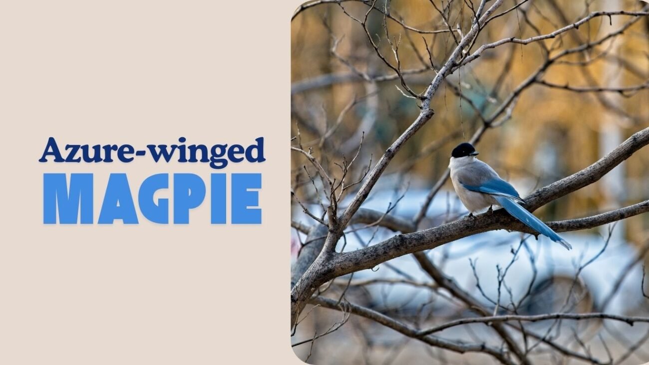 Azure-winged Magpie