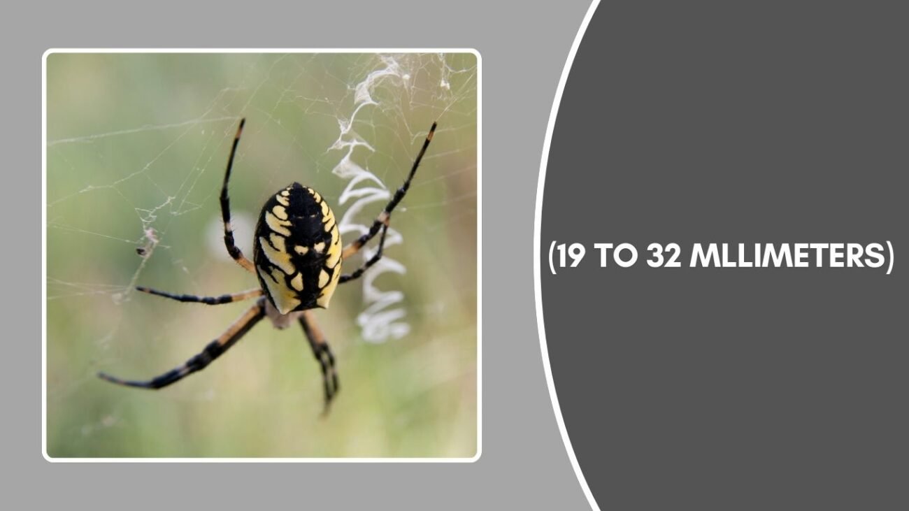 How big is a Yellow Garden Spider?