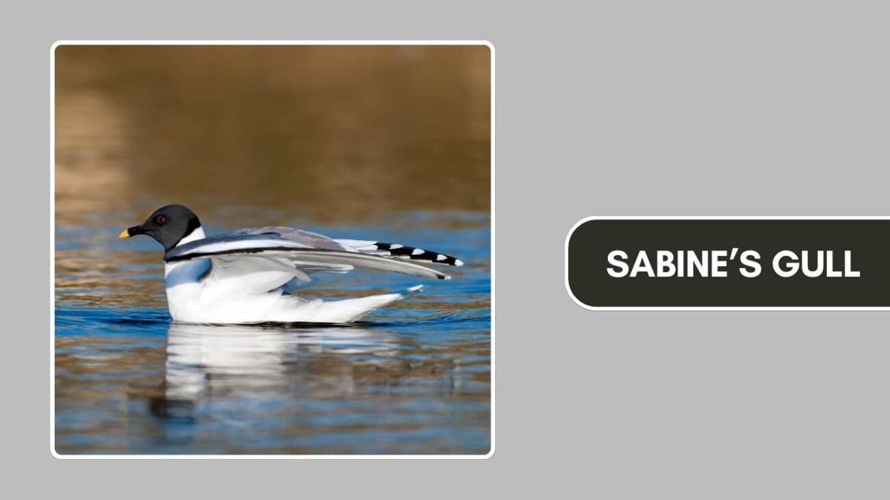 Sabine’s Gull
