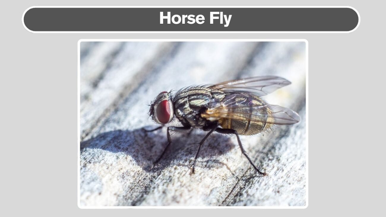 Horse Fly