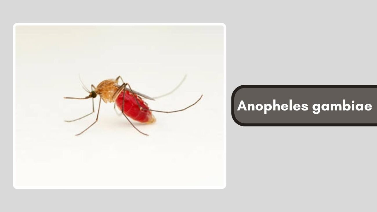 Anopheles gambiae