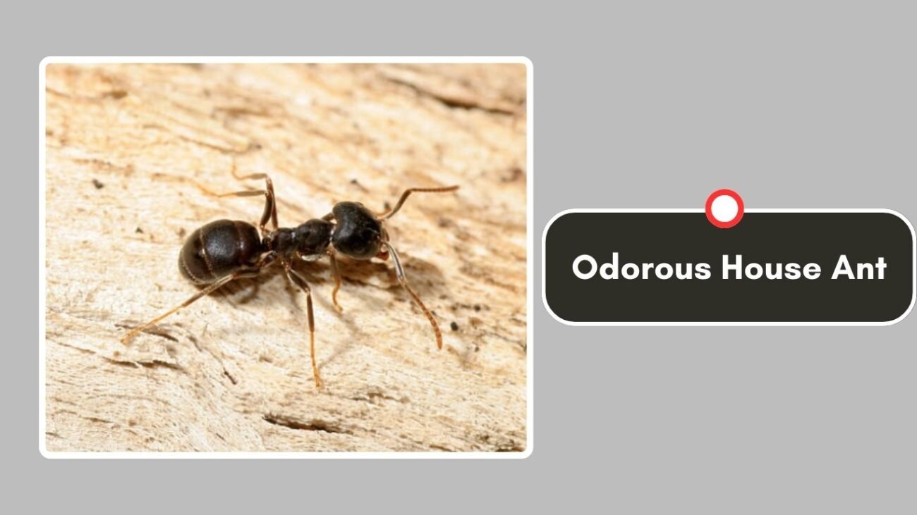 Odorous House Ant