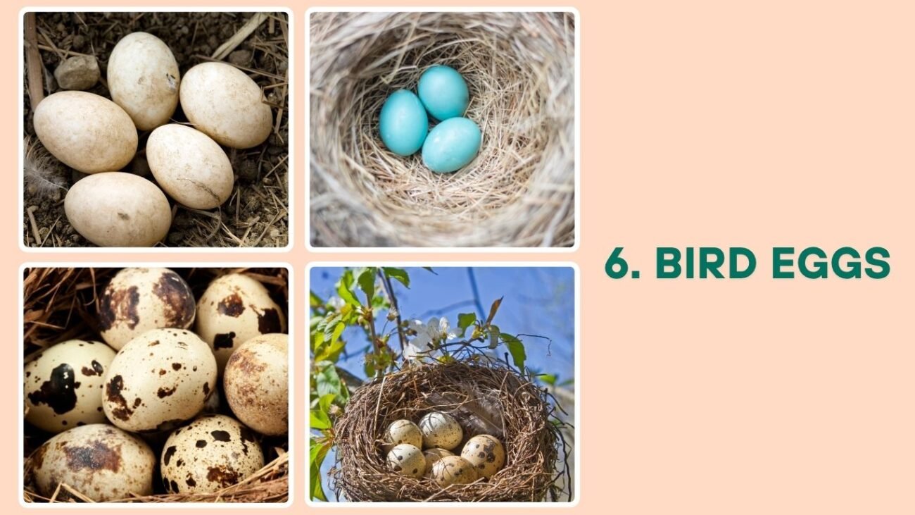 Bird Eggs