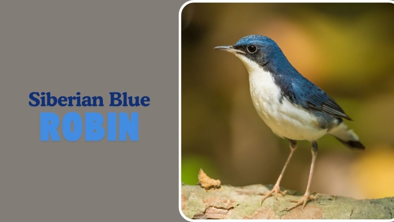 Siberian Blue Robin