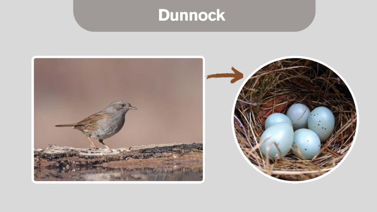 Dunnock