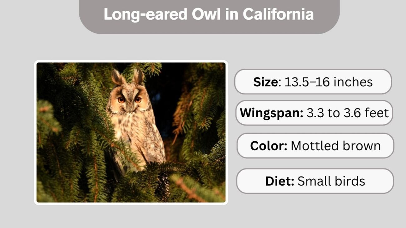 Long-eared Owl in California