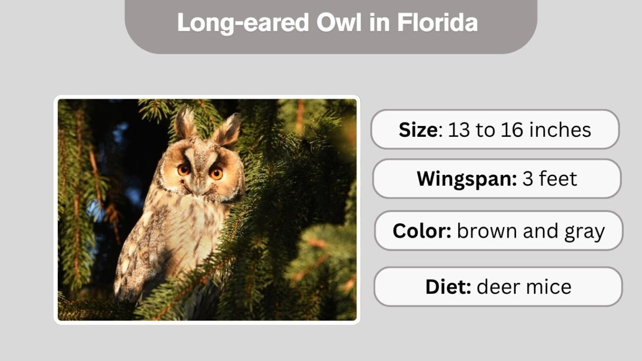 Long-eared Owl in Florida