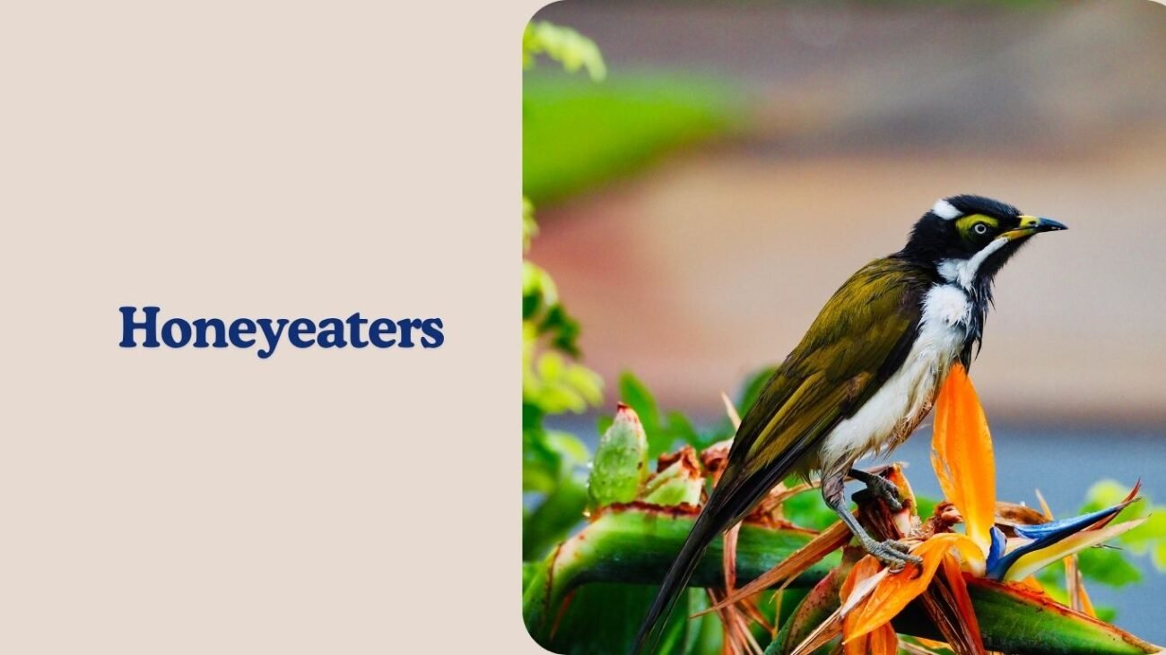 Honeyeaters
