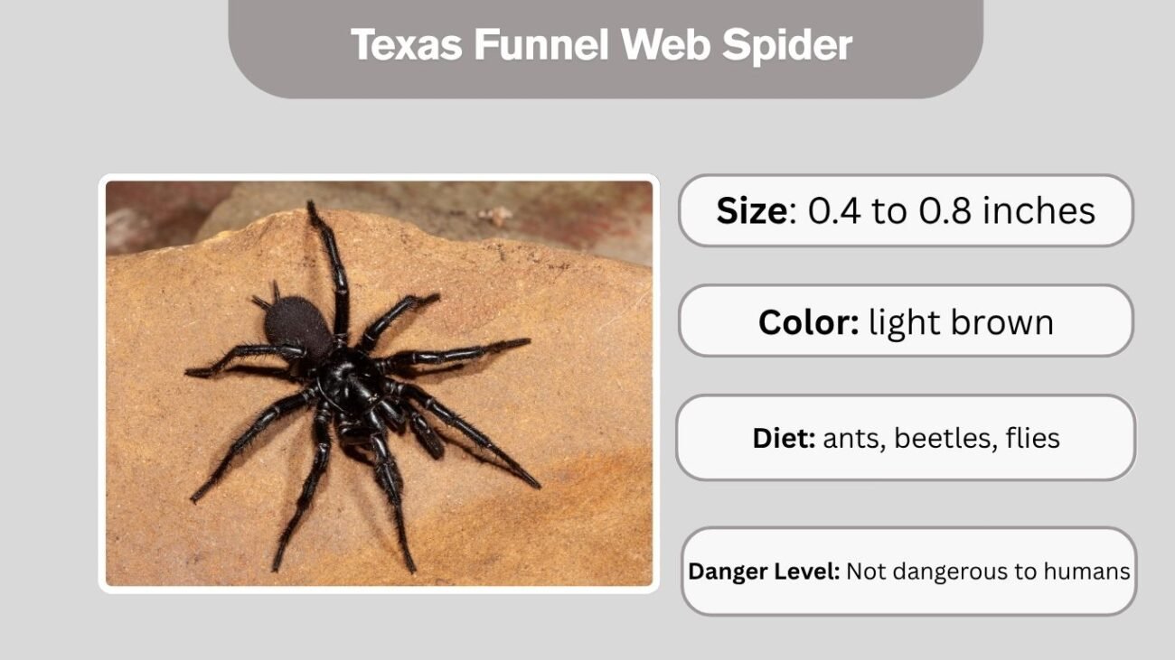 Texas Funnel Web Spider