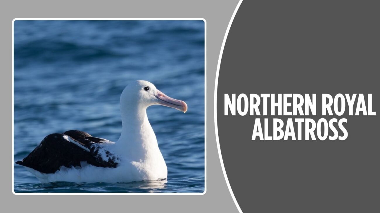 Northern Royal Albatross