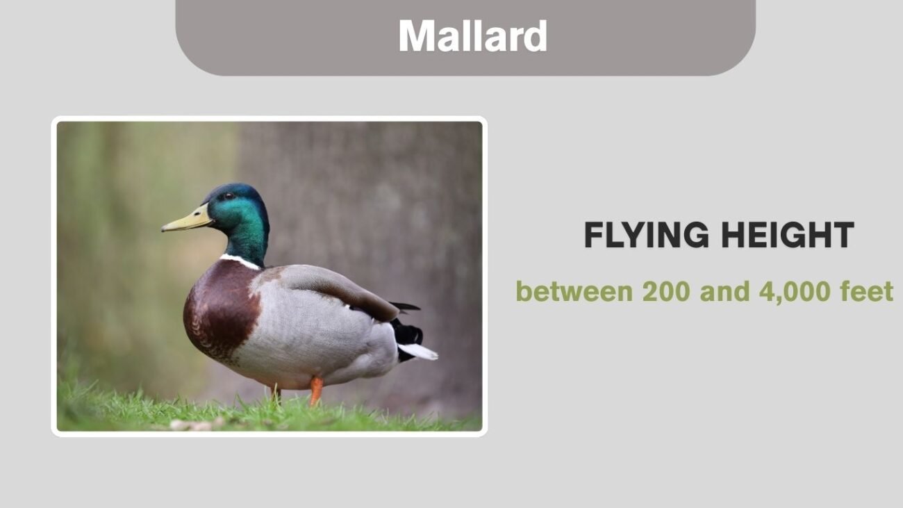 Mallard