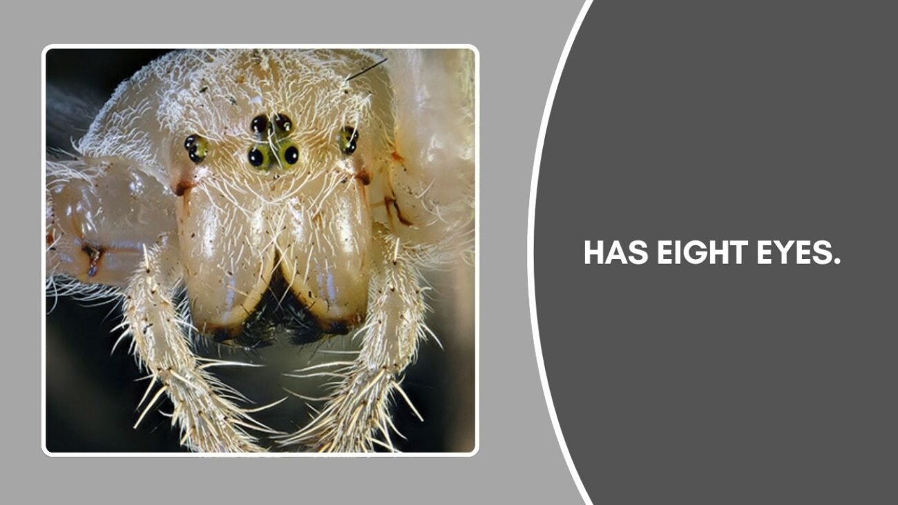 How many eyes does a Yellow Garden Spider have?