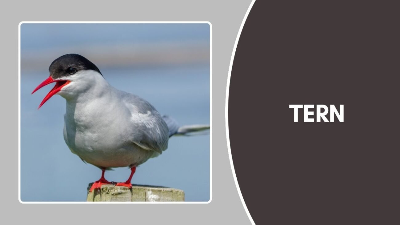 Tern