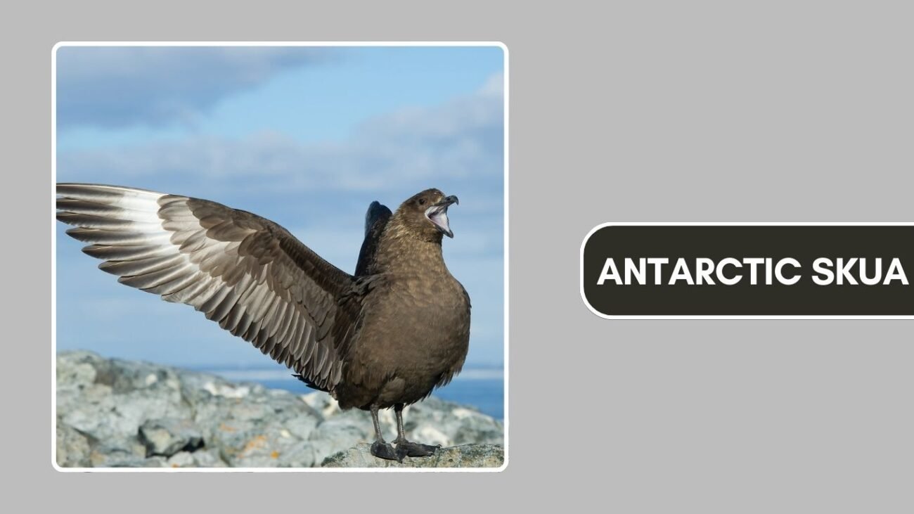 Antarctic Skua