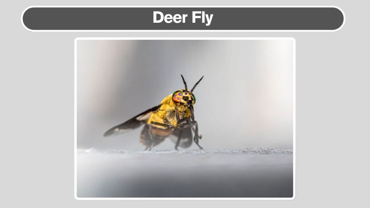 Deer Fly