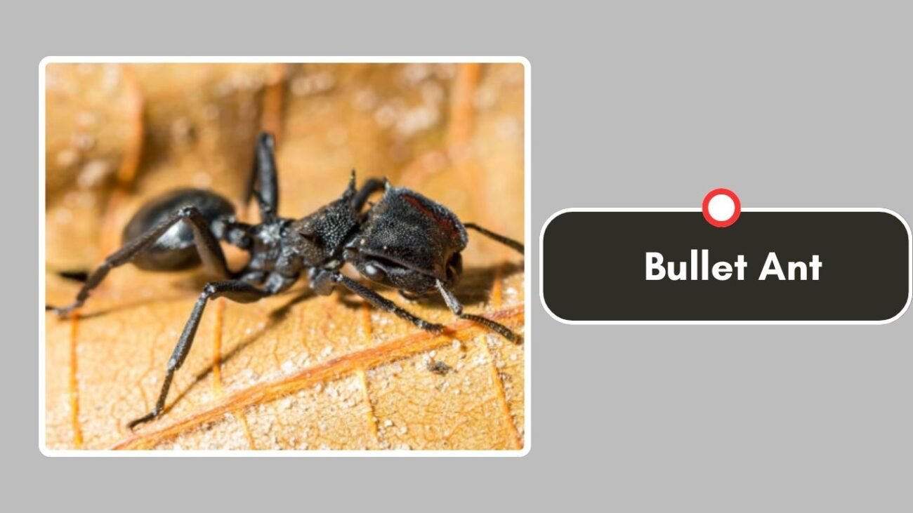 Bullet Ant