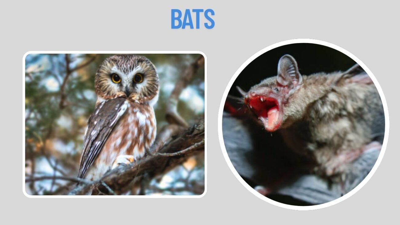 Bats