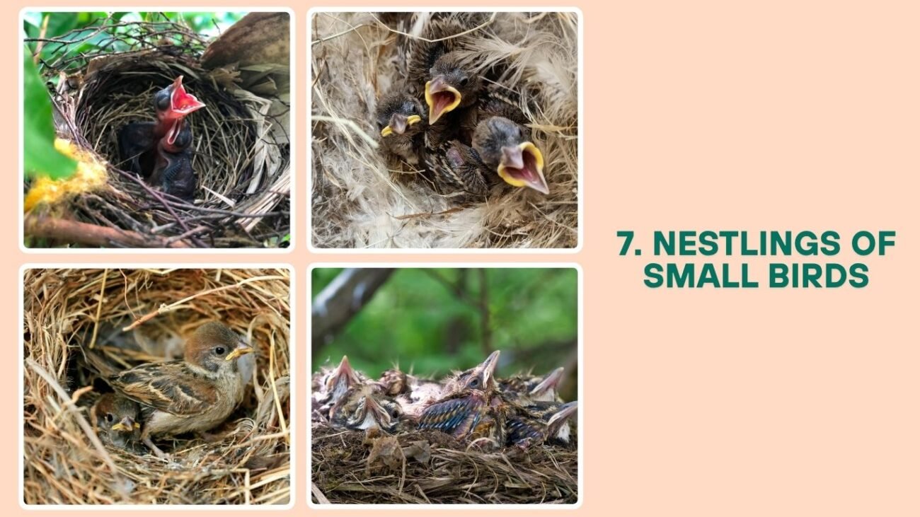 Nestlings of Small Birds