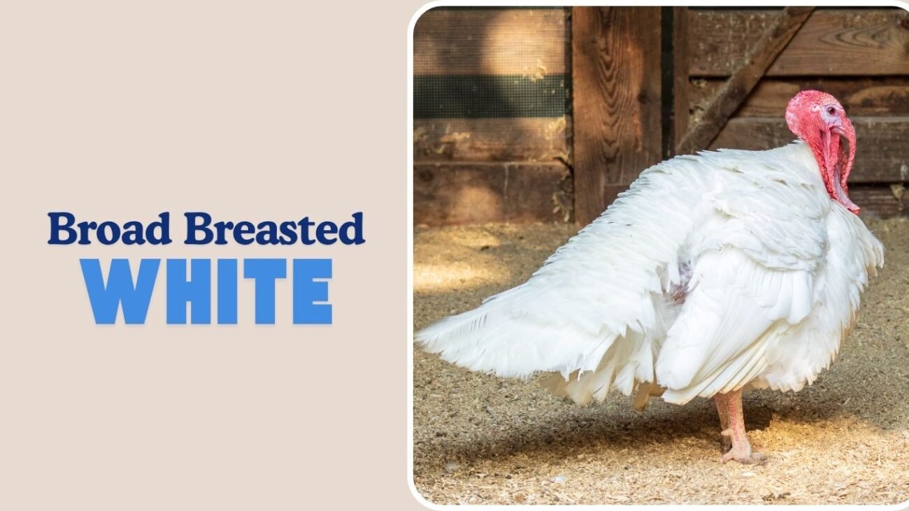 Broad Breasted White
