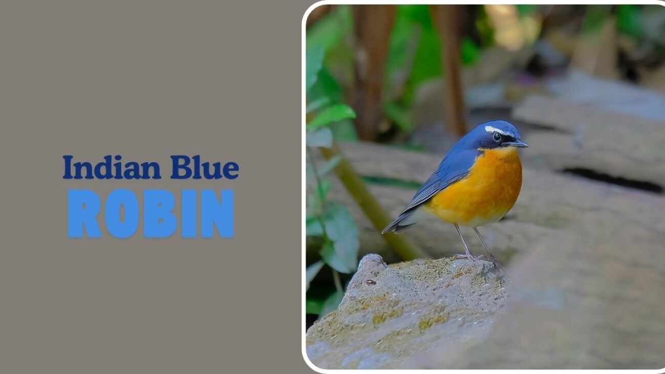 Indian Blue Robin