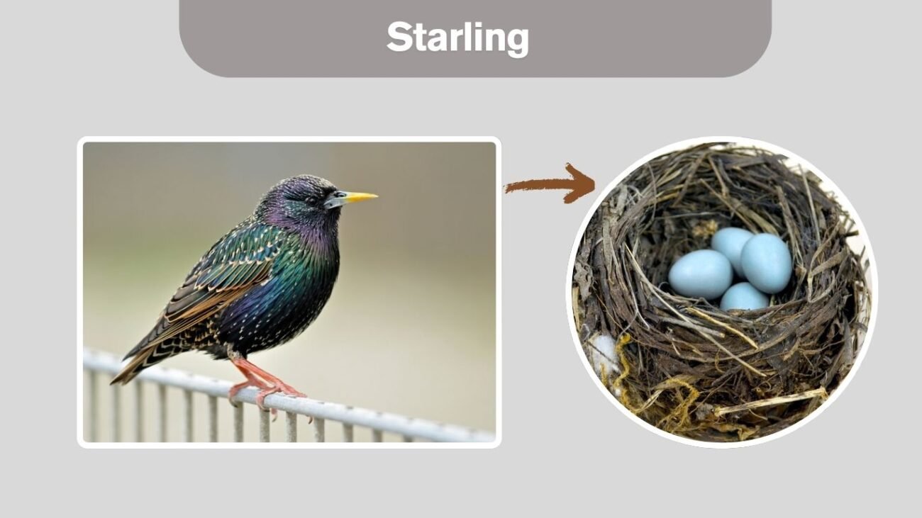 Starling