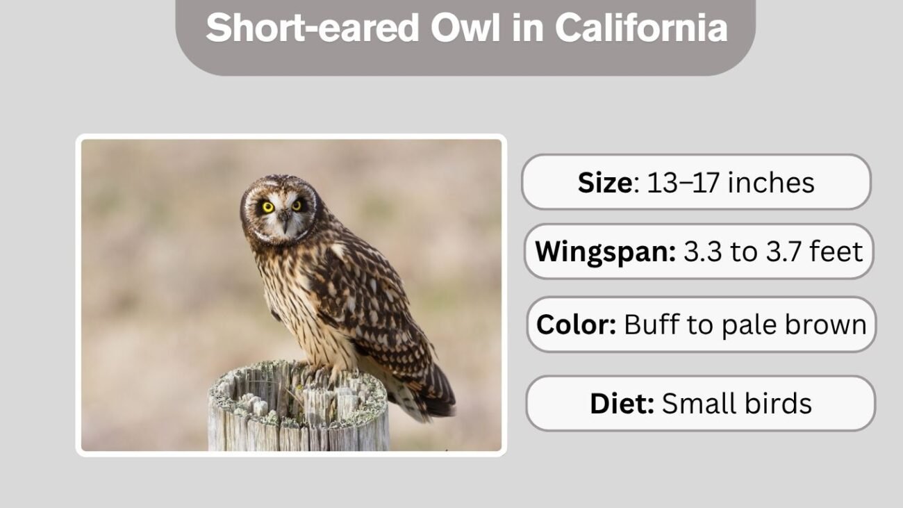 Short-eared Owl in California