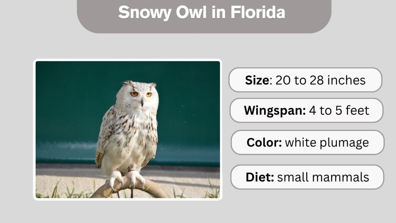 Snowy Owl in Florida