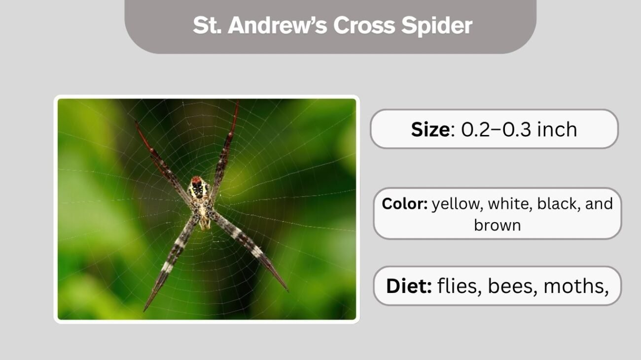 St. Andrew’s Cross Spider