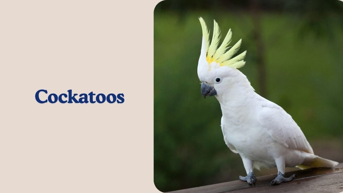 Cockatoos