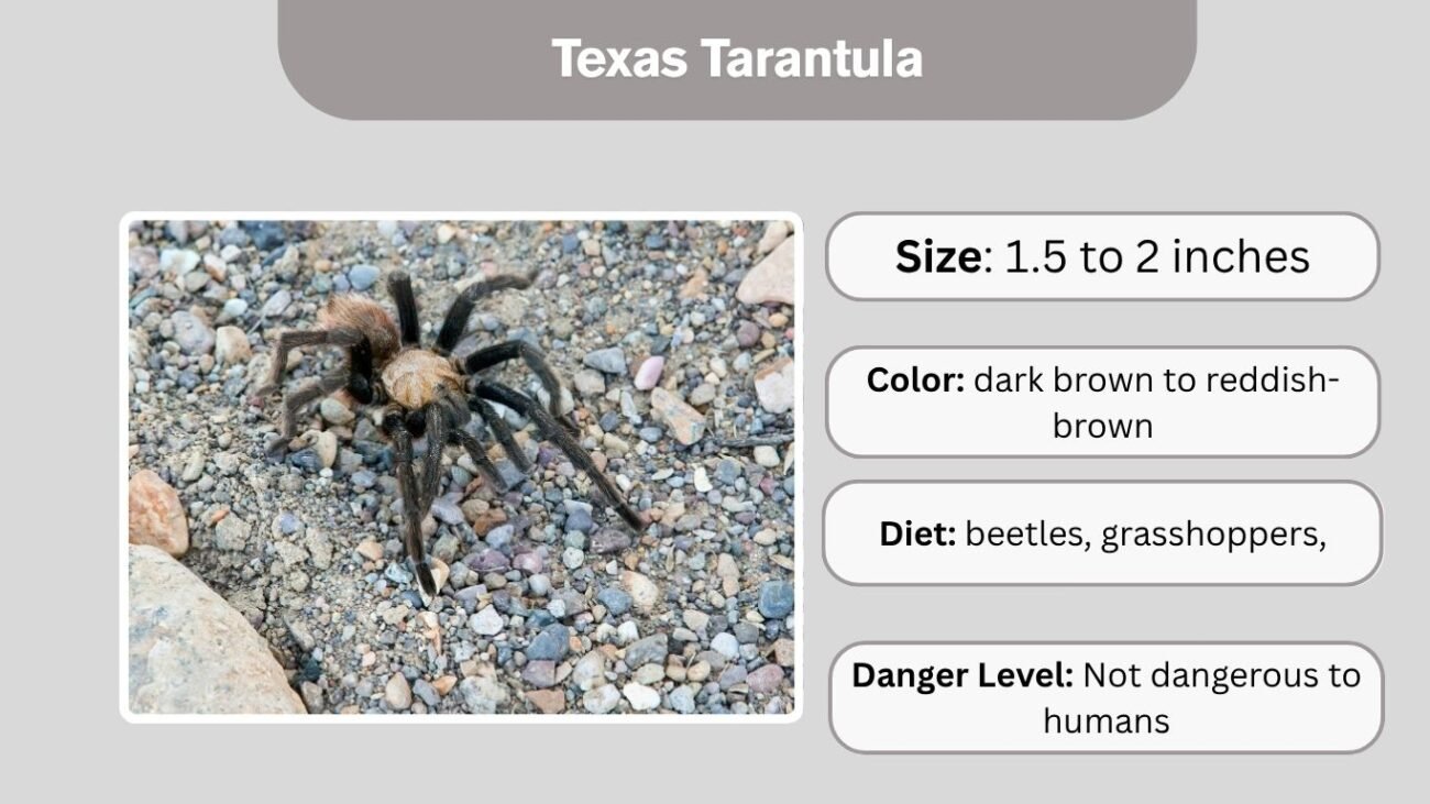 Texas Tarantula