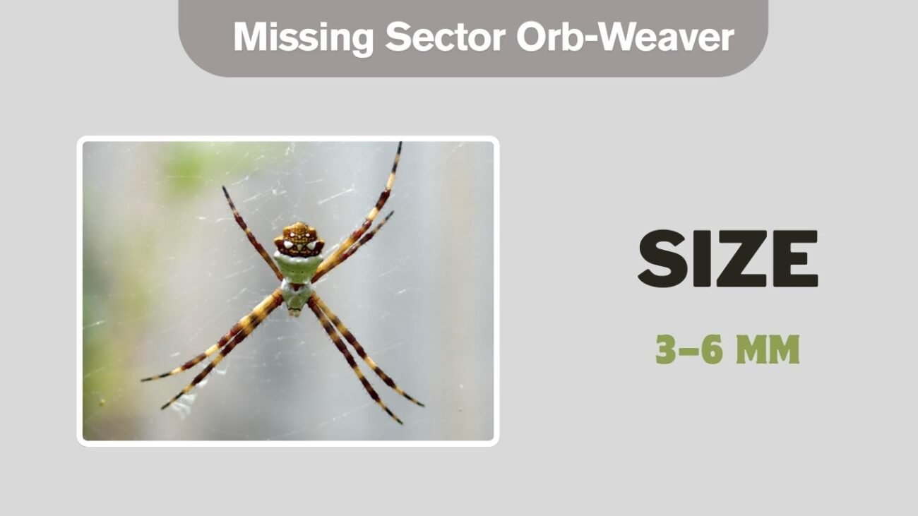 Missing Sector Orb-Weaver