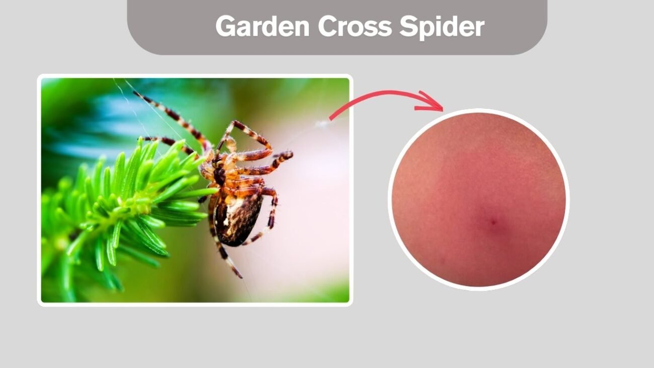 Garden Cross Spider
