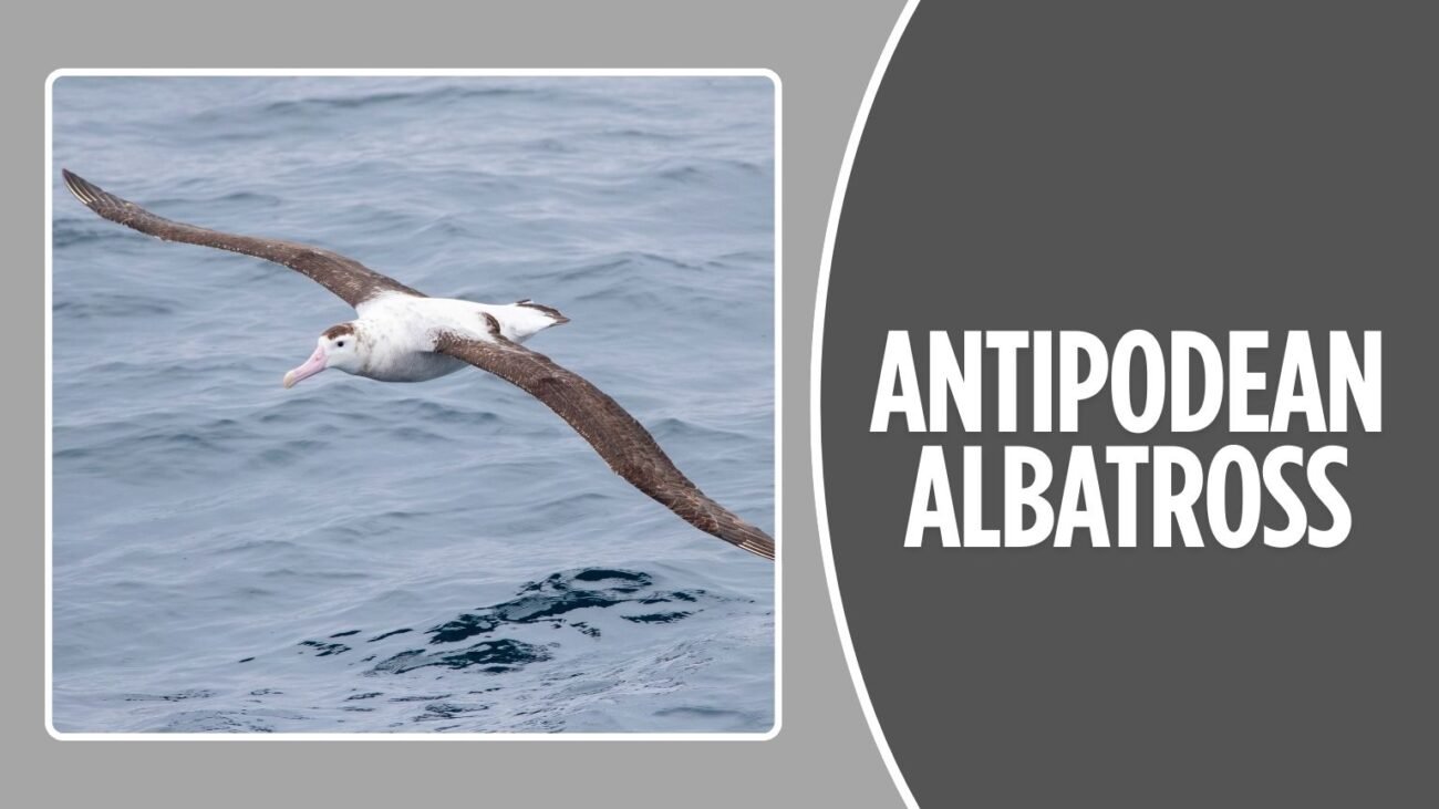 Antipodean Albatross