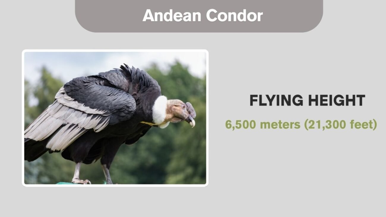 Andean Condor