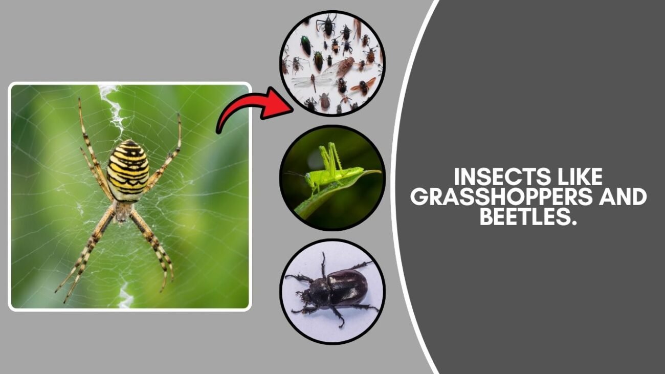 What does a Yellow Garden Spider eat?