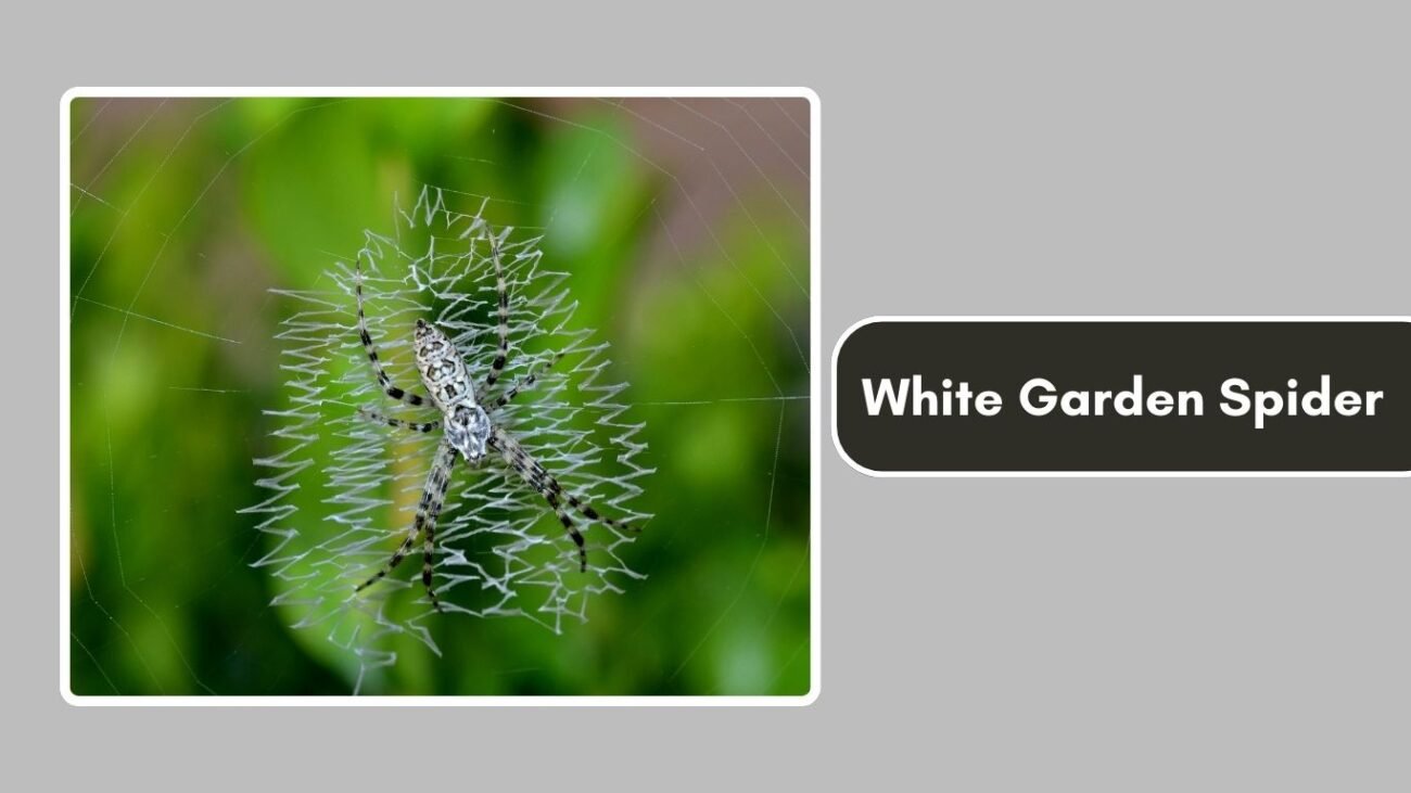 White Garden Spider