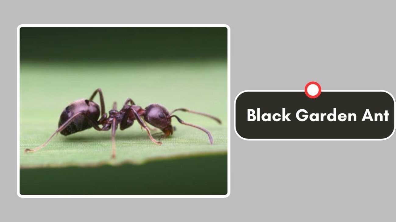 Black Garden Ant
