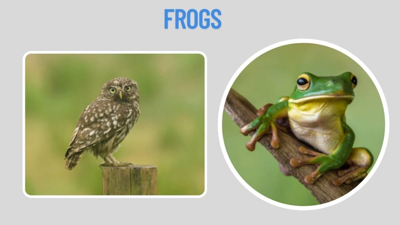 Frogs