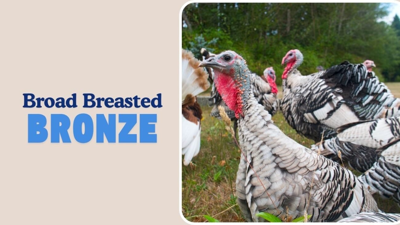 Broad Breasted Bronze