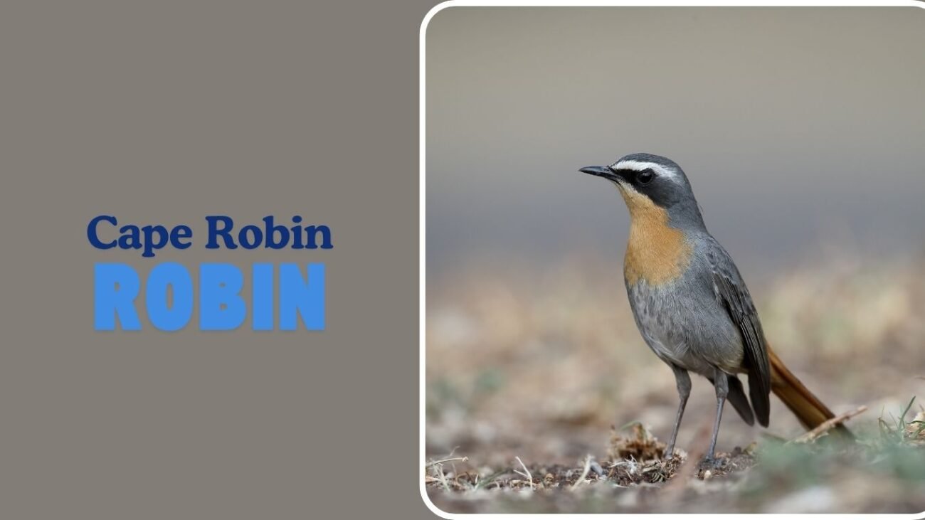 Cape Robin-Chat