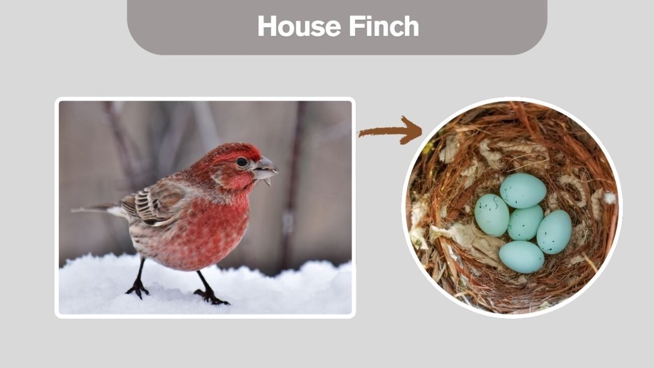 House Finch