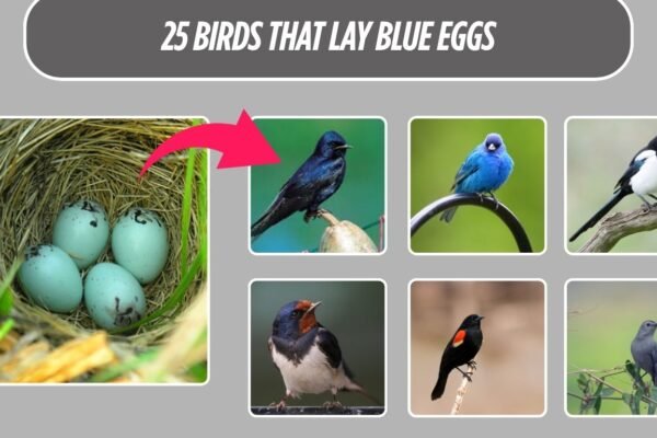 25 Birds That Lay Blue Eggs