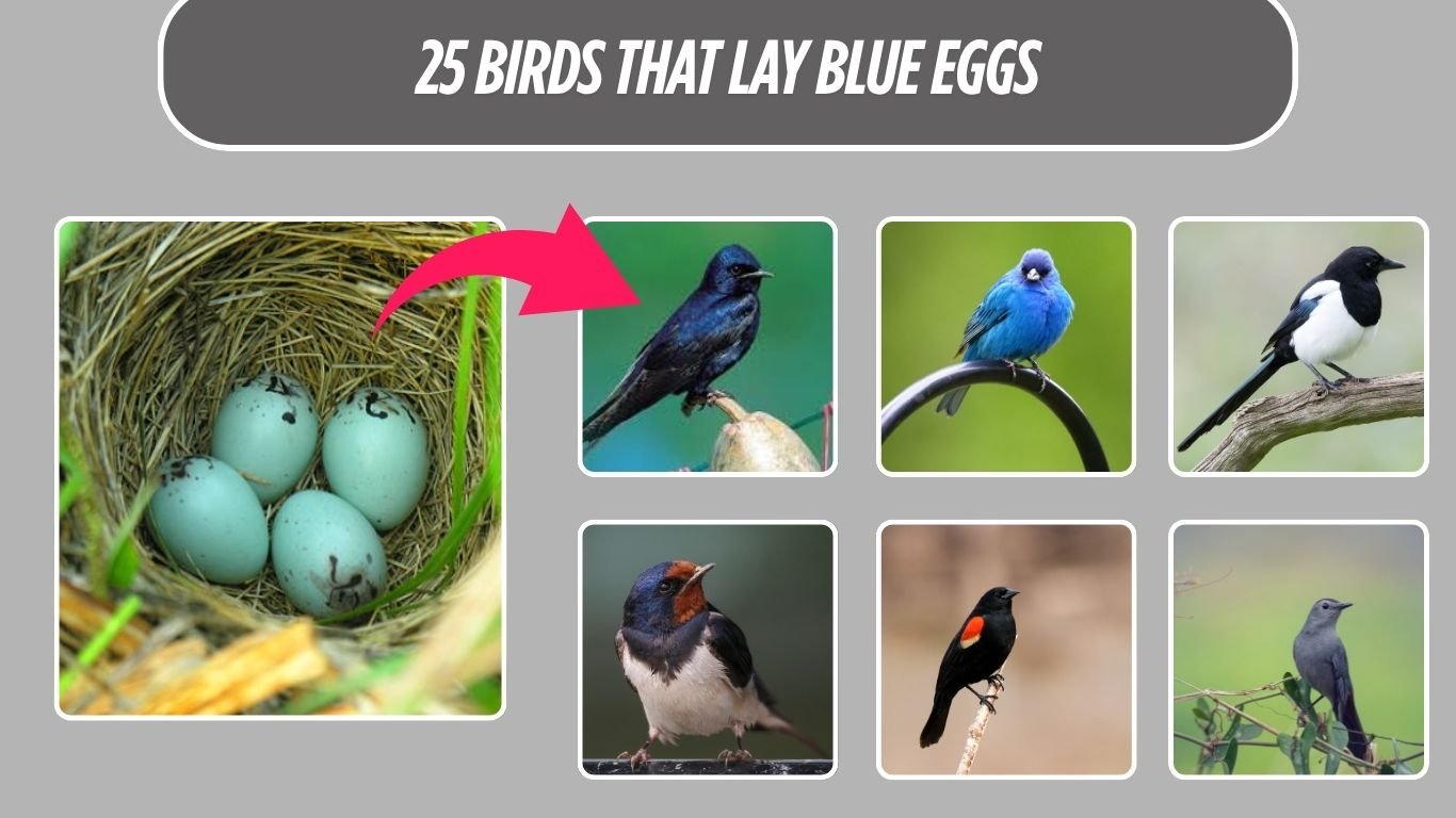 25 Birds That Lay Blue Eggs