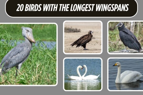 20 Birds with the Longest Wingspans