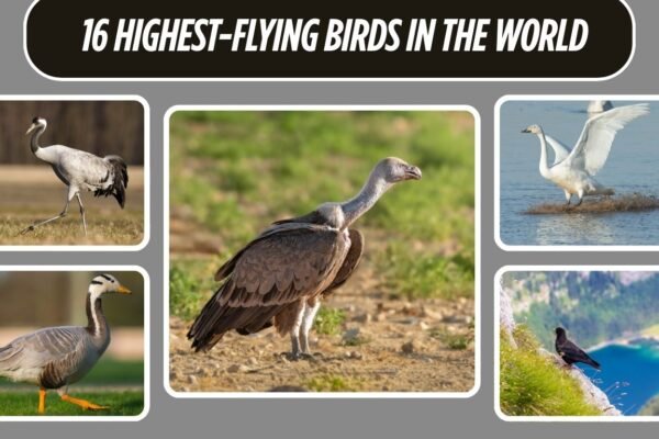 16 Highest-Flying Birds in the World