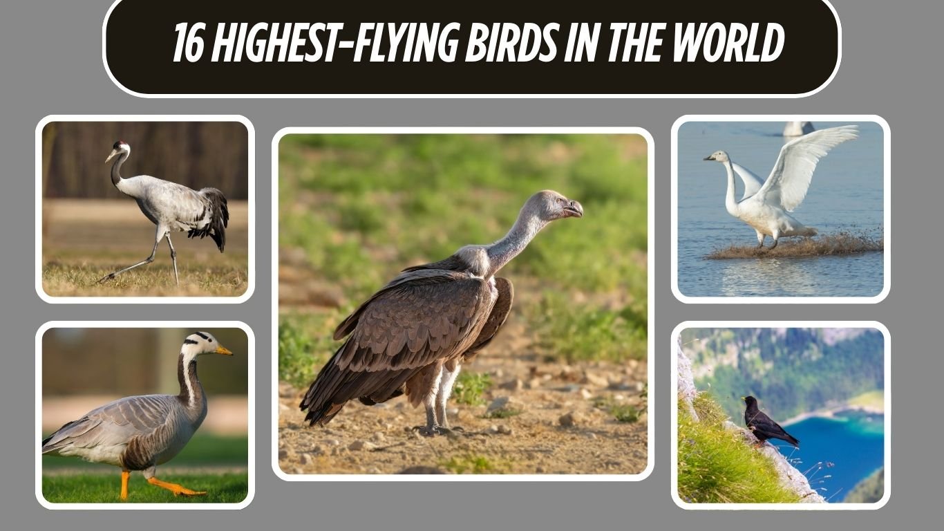 16 Highest-Flying Birds in the World