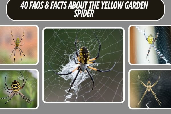 40 FAQs & Facts About the Yellow Garden Spider